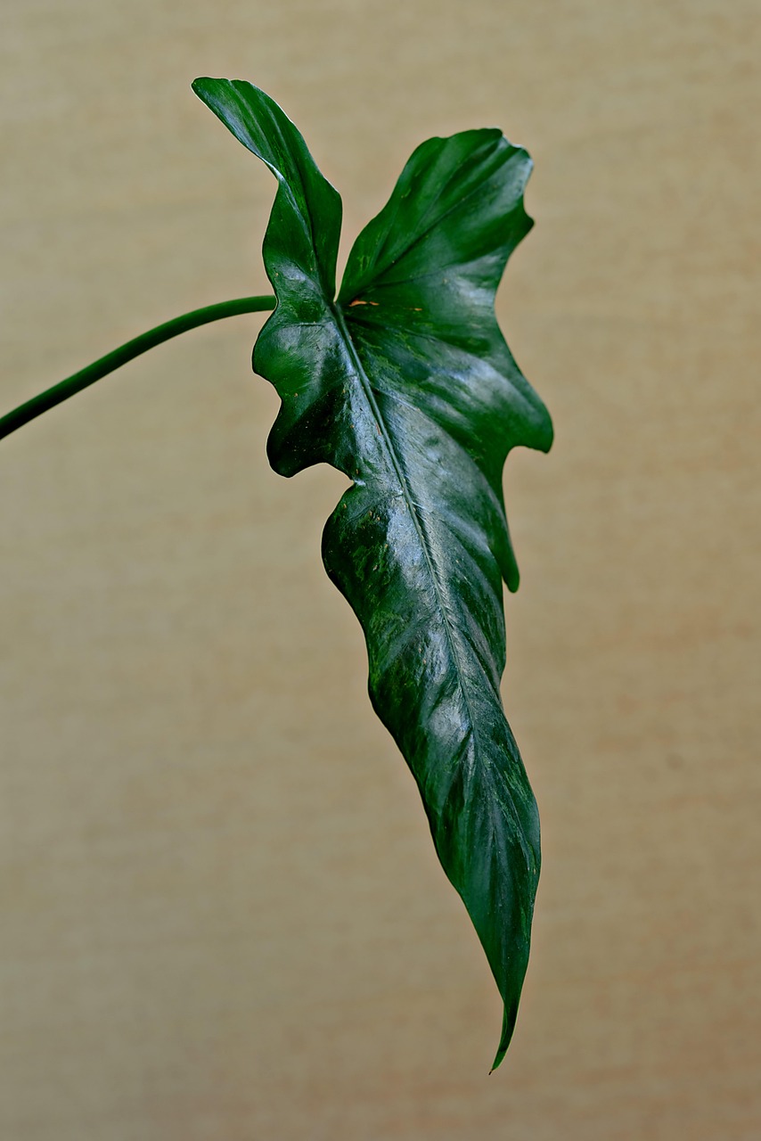 houseplant leaf dust cleaning